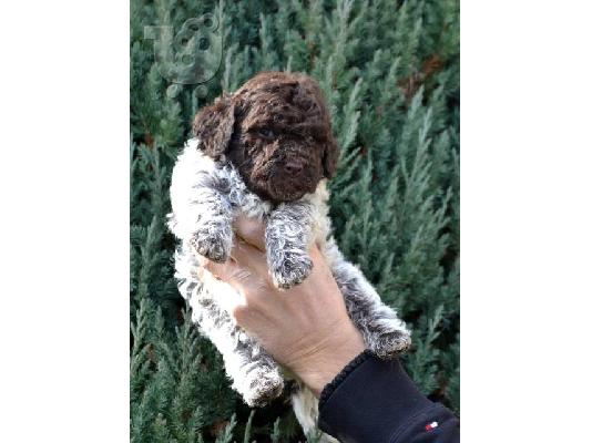 Κουτάβια Lagotto Romagnolo